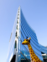Big City Giraffe