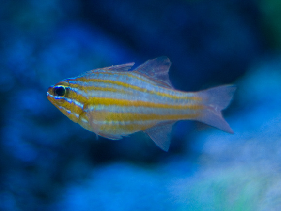 Yellow-Striped Cardinalfish
