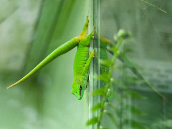 Madagascar Day Gecko (female)