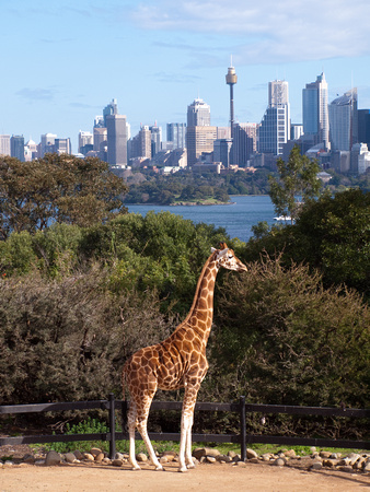 Best View in Sydney