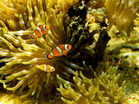 Common Clownfish