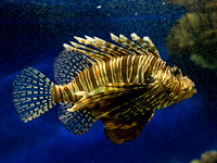 Red Lionfish