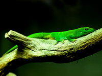 Madagascar Day Gecko (male)