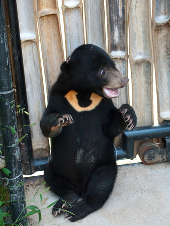 Sun Bear Cub.  Phnom Tamao Wildlife Rescue Centre, Phnom Tamao, Cambodia.