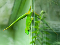 Madagascar Day Gecko (female)